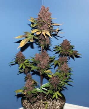 levné konopí red poison auto