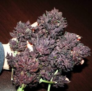 Sweet Seeds® - Red Poison Auto ® | Autoflowering cannabis seeds - Image 7