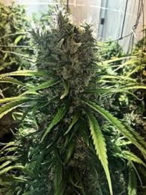 Limitovaná semínka marihuany - Golden Tiger Thai Dominant 3rd Version