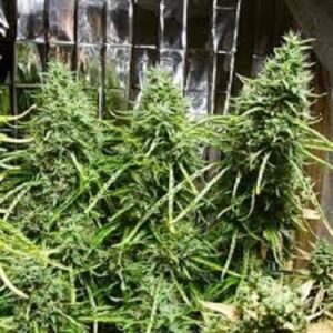 Limitovaná semínka marihuany - Golden Tiger Thai Dominant 3rd Version