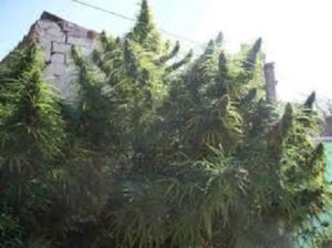 Limitovaná semínka marihuany - Golden Tiger Thai Dominant 3rd Version