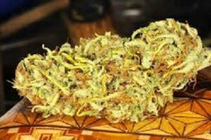 Limitovaná semínka marihuany - Golden Tiger Thai Dominant 3rd Version