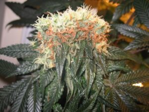 Buddha Seeds - BUDDHA MAGNUM AUTO | Autoflowering cannabis seeds - Image 8