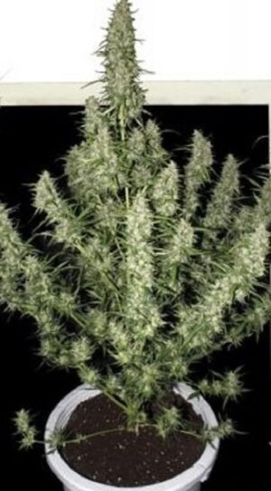 Growmart-buddha-seeds-magnum-auto
