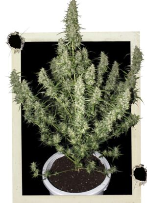 Growmart-buddha-seeds-magnum-auto