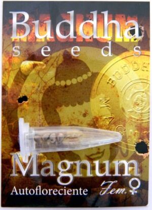 Buddha Seeds - BUDDHA MAGNUM AUTO | Autoflowering cannabis seeds - Image 6