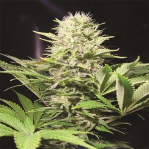 Paradise Seeds - WAPPA | Feminized cannabis seeds - Image 8
