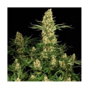 Paradise Seeds - WAPPA | Feminized cannabis seeds - Image 6