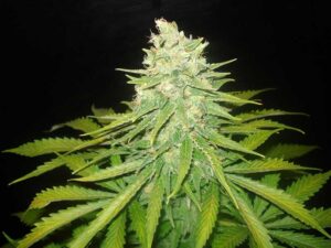 Green House Seed - GREAT WHITE SHARK | Feminized cannabis seeds - Image 6