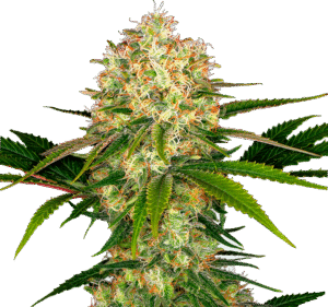 Megatone Nuka seeds palice konopi