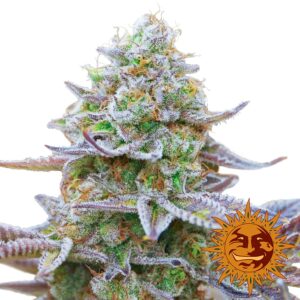 Monstrózní semínka konopí Gorilla Zkittlez