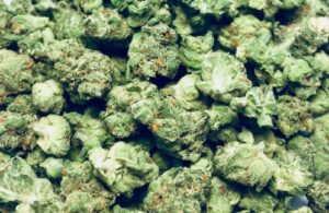 Monstrózní semínka konopí Gorilla Zkittlez