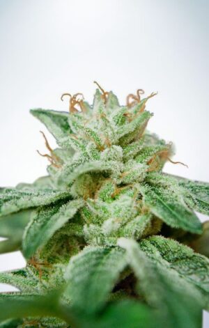 Nejlepší semena léčivého konopí CBD Star