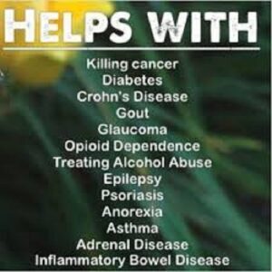 Nejlepší semena léčivého konopí CBD Star