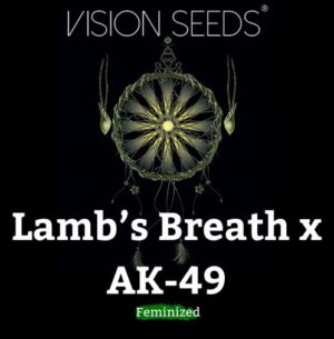 Nejlepší semena marihuany Lamb’s Breath x AK-49