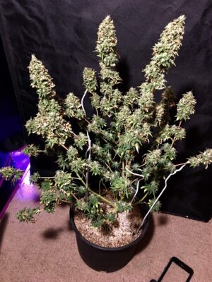 Nejlepší semínka travky Badazz Cheese