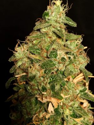 Nejlepší semínka travky Badazz Cheese