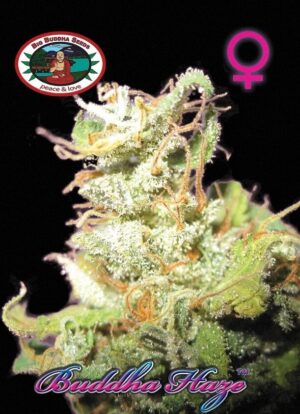 Nejlepší semínka Haze Buddha Haze
