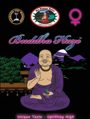 Nejlepší semínka Haze Buddha Haze