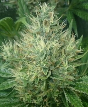 Nejlepší semínka konopí od ACE Seeds Panama x Bangi Haze