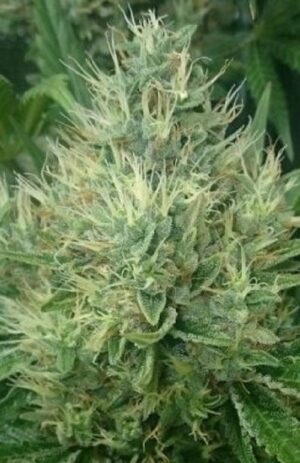 Nejlepší semínka konopí od ACE Seeds Panama x Bangi Haze