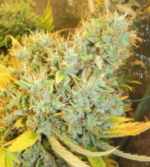 Nejlepší semínka konopí od ACE Seeds Panama x Bangi Haze