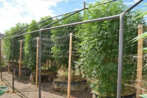 Nejlepší semínka konopí od ACE Seeds Panama x Bangi Haze