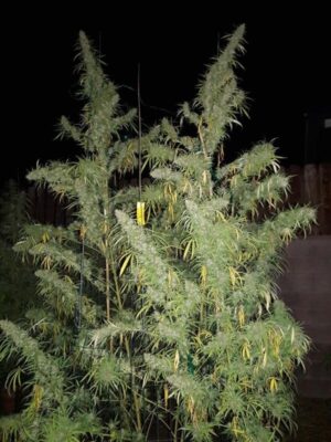 Nejlepší semínka konopí od ACE Seeds Panama x Bangi Haze