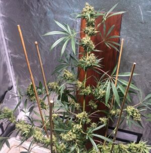 Nejlepší semínka konopí od ACE Seeds Panama x Bangi Haze