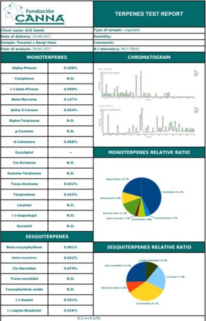 Nejlepší semínka konopí od ACE Seeds Panama x Bangi Haze