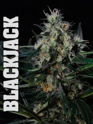 nejlepší semínka léčivé marihuany - Blackjack