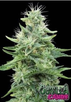 Nejlepší semínka marihuany Gorilla Candy