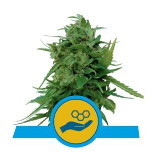Nejlepší terapeutické konopí - Solomatic CBD