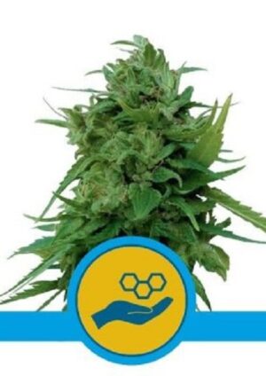 Nejlepší terapeutické konopí - Solomatic CBD