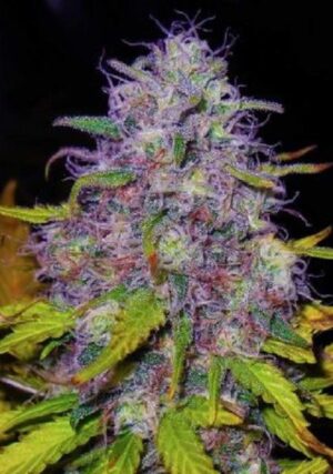 Nejlevnější semena travky Jock Horor