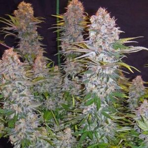 Nejlevnější semena travky Jock Horor