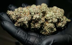 Nejlevnější semena travky Jock Horor