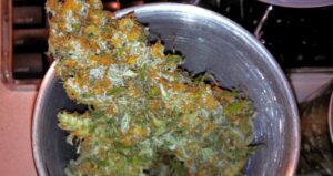 Nejlevnější semena travky Jock Horor