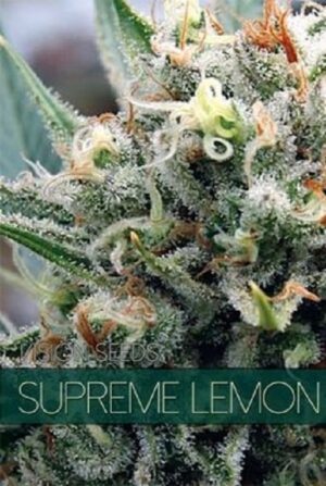 Nejlevnější semínka travky - Supreme Lemon