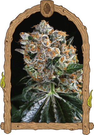 Nejnovější semena marihuany Malasana Cookies