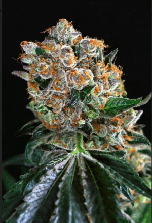 Nejnovější semena marihuany Malasana Cookies