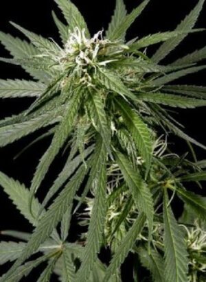 Green House Seed - NEVILLE'S HAZE | Feminized cannabis seeds - Image 5