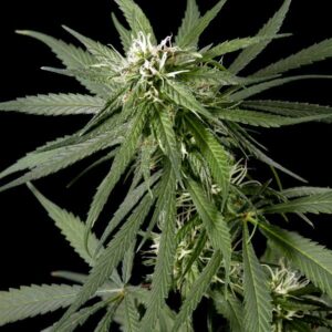 Green House Seed - NEVILLE'S HAZE | Feminized cannabis seeds - Image 6