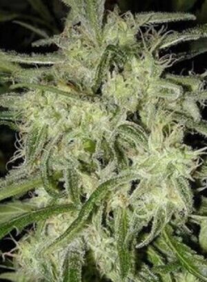 growmart-nirvana-lemon-og-haze-auto