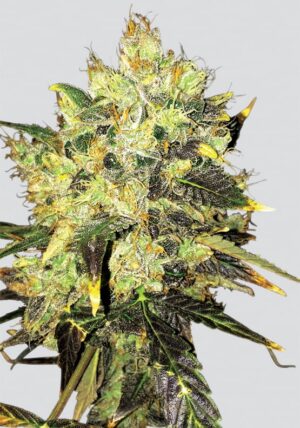 growmart-nirvana-supreme-cbd-durban