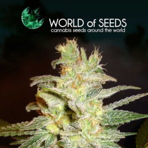 World of Seeds - NORTHERN LIGHT X BIG BUD | Feminized cannabis seeds - Image 8