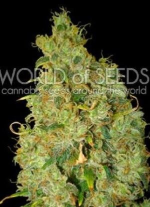 NORTHERN LIGHT X SKUNK seminka 1