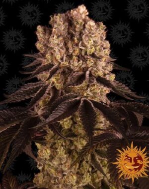 Nová semena konopí Purple Punch