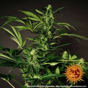 Nová semena konopí Purple Punch