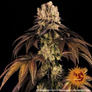 Nová semena konopí Purple Punch